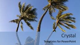  Presentation with maui - Beautiful PPT theme featuring palm trees against blue sky blowing in the wind in maui hawaii backdrop and a light blue colored foreground