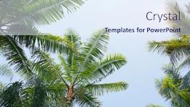  Presentation with blue sky - Audience pleasing slide deck consisting of palm-trees-against-blue-sky backdrop and a sky blue colored foreground