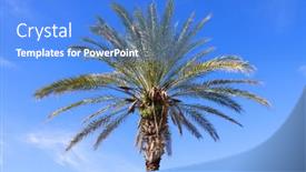  Presentation with coconut palm tree - PPT layouts consisting of palm-trees-against-blue-sky background and a teal colored foreground