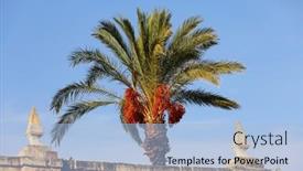  Presentation with coconut palm tree - Presentation theme having palm-trees-against-blue-sky background and a light blue colored foreground
