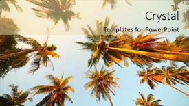  Presentation with light shade blue - Slide deck featuring palm trees at sunset light background and a blonde colored foreground