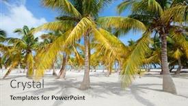  Presentation with palm - Presentation theme with palm trees at tropical coast in holbox island mexico background and a soft green colored foreground