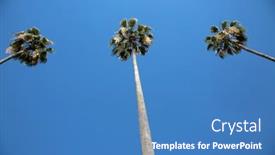  Presentation with three trees story - PPT theme featuring palm-trees-three-southern-california background and a teal colored foreground