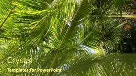  Presentation with palm - Presentation design consisting of palm-trees-tropical-greenery-background background and a tawny brown colored foreground