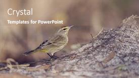  Presentation with wetlands - PPT theme with palm-warbler-in-florida-wetlands background and a coral colored foreground