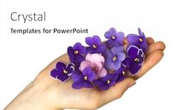  Presentation with palm - Theme featuring palm-with-violet-petals background and a white colored foreground