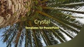  Presentation with palm - Colorful presentation theme enhanced with palm backdrop and a tawny brown colored foreground