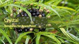  Presentation with tropical flowers - Beautiful presentation theme featuring palmate compound leaves osmoxylon linear backdrop and a tawny brown colored foreground