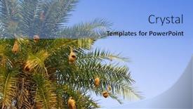  Presentation with birds - Presentation featuring palmtree-with-nests-of-baya background and a light blue colored foreground