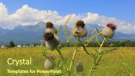  Presentation with grass meadow friendship youth - PPT theme consisting of palnts - burr palnt on summer meadow background and a tawny brown colored foreground