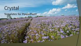  Presentation with field - PPT layouts having palnts - field of blooming lacy phacelia background and a light blue colored foreground