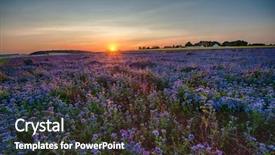  Presentation with carabao in rice field - Theme having palnts - field of blooming lacy phacelia background and a tawny brown colored foreground