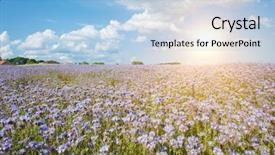  Presentation with pine trees sun shining through - PPT layouts enhanced with palnts - field of blooming lacy phacelia background and a light blue colored foreground