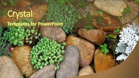  Presentation with rock - Beautiful theme featuring palnts - green palnt with rock backdrop and a tawny brown colored foreground