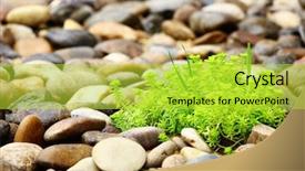  Presentation with rock - Amazing presentation theme having palnts - green palnt with rock backdrop and a yellow colored foreground