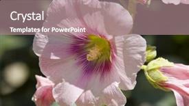 Presentation with drawing of pink lotus flower - Presentation design with palnts - pink flower - malvaceae althaea background and a coral colored foreground