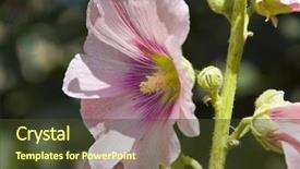  Presentation with pink petal flower animated - Colorful presentation theme enhanced with palnts - pink flower - malvaceae althaea backdrop and a tawny brown colored foreground