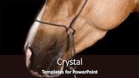  Presentation with horse - Colorful slides enhanced with palomino-akhal-teke-horse-isolated backdrop and a wine colored foreground