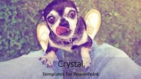  Presentation with vintage retro - Audience pleasing presentation theme consisting of pals - cute chihuahua begging to be backdrop and a coral colored foreground