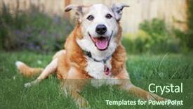  Presentation with dog adolescents - Presentation theme featuring pals - senior dog laying background and a tawny brown colored foreground