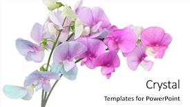  Presentation with marsh - PPT layouts consisting of palustris wild sweet pea flower background and a white colored foreground