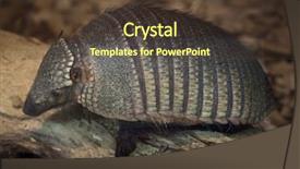  Presentation with hairy body - PPT theme having pampa - big hairy armadillo chaetophractus villosus background and a tawny brown colored foreground
