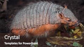  Presentation with hairy body - Audience pleasing presentation theme consisting of pampa - big hairy armadillo chaetophractus villosus backdrop and a tawny brown colored foreground