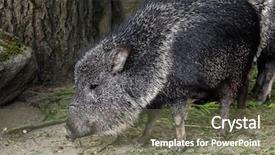  Presentation with animal - Beautiful presentation design featuring pampa - chacoan peccary catagonus wagneri also backdrop and a gray colored foreground