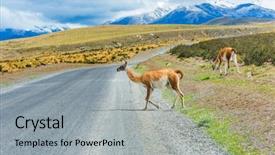  Presentation with lama - Beautiful PPT layouts featuring pampa - curious guanaco lama lama guanicoe backdrop and a light gray colored foreground