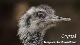  Presentation with keel billed toucan also known - PPT theme having pampa - darwin's rhea rhea pennata also background and a dark gray colored foreground