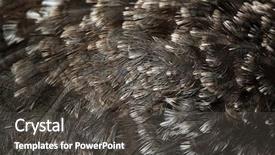  Presentation with wildlife - Colorful presentation theme enhanced with pampa - darwin's rhea rhea pennata also backdrop and a dark gray colored foreground