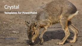  Presentation with keel billed toucan also known - Amazing PPT theme having pampa - patagonian mara dolichotis patagonum also backdrop and a coral colored foreground