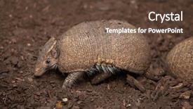  Presentation with three phase induction motor - Colorful slide set enhanced with pampa - southern three-banded armadillo tolypeutes matacus backdrop and a tawny brown colored foreground