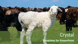  Presentation with sheep - Beautiful presentation theme featuring pampa - white lamb and flock backdrop and a tawny brown colored foreground