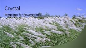  Presentation with wind - Theme enhanced with pampas grass blowing background and a light blue colored foreground