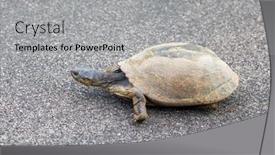  Presentation with south africa - Cool new presentation with pan-hinged-terrapin-pelusios-subniger backdrop and a light gray colored foreground