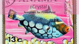  Presentation with tropical reef fish - 