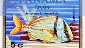  Presentation with tropical reef fish - 