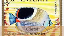  Presentation with tropical reef fish - 