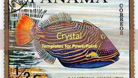  Presentation with tropical reef fish - 