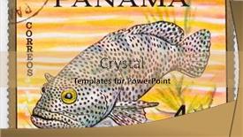  Presentation with tropical reef fish - 