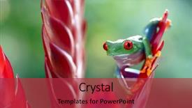  Presentation with tropical rainforest - Presentation having panama costa rica and nicaragua background and a red colored foreground