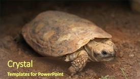  Presentation with tortoise - Presentation theme featuring pancake tortoise malacochersus tornieri wild background and a tawny brown colored foreground