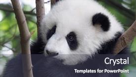 Presentation with baby tree - Theme with panda baby on the tree background and a dark gray colored foreground