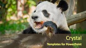  Presentation with symbol - Slides with panda bear eating bamboo chengdu background and a tawny brown colored foreground