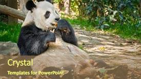  Presentation with symbol - PPT theme having panda bear eating bamboo chengdu background and a coral colored foreground