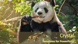  Presentation with food dimsum chinese in china - Amazing slide deck having panda bear eating bamboo chengdu backdrop and a tawny brown colored foreground