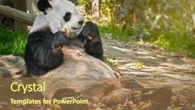  Presentation with symbol - PPT theme consisting of panda bear eating bamboo chengdu background and a coral colored foreground