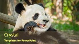  Presentation with symbol - Presentation having panda bear eating bamboo chengdu background and a tawny brown colored foreground