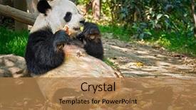  Presentation with tourist - Slide set enhanced with panda bear eating bamboo chengdu background and a coral colored foreground